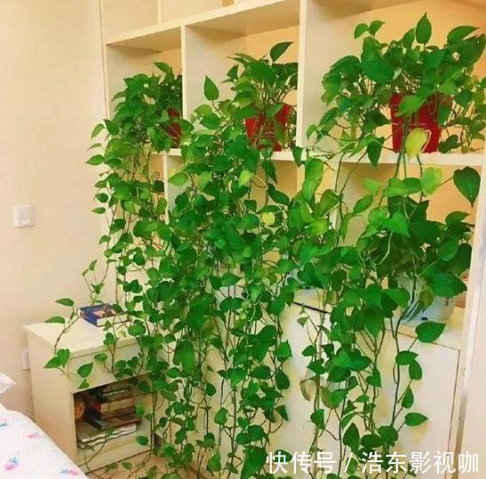 新手养花别再首选绿萝了，它们好看又好养，盆栽生命特坚强