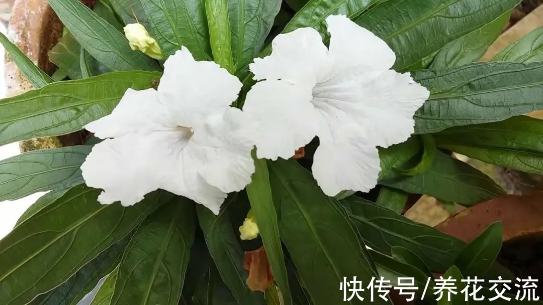 花量极其丰富的翠芦莉,适合在院子里种一片,也能养成盆栽