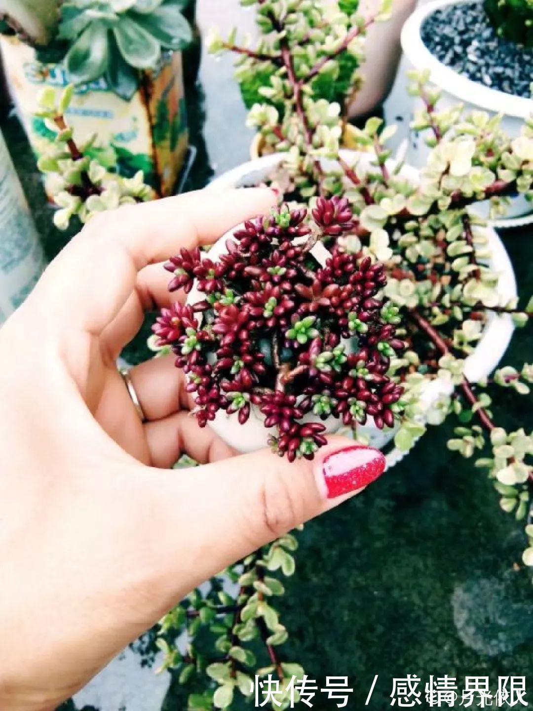 多肉盆栽猪肉这么贵,骨头洗干净种多肉,比花盆还好看