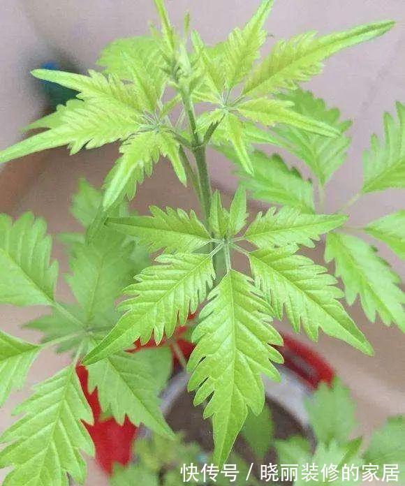 台友们|精辟:黄荆盆景造型,需体会“蟠扎骨架,修剪成型”!