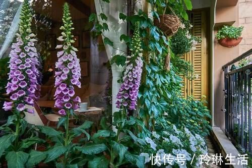 植物|这样的阳台,那院子我也不换,美得太过分,今生只做个闲人了!