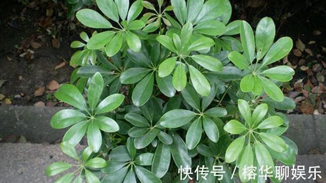 盆栽鸭掌木夏季怎么养护注意几点,远离黄叶落叶,安全度夏