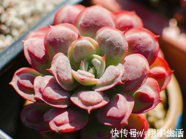 根系|天越来越冷,多肉应该如何正确浇水?几招好方法,易上手、好操作