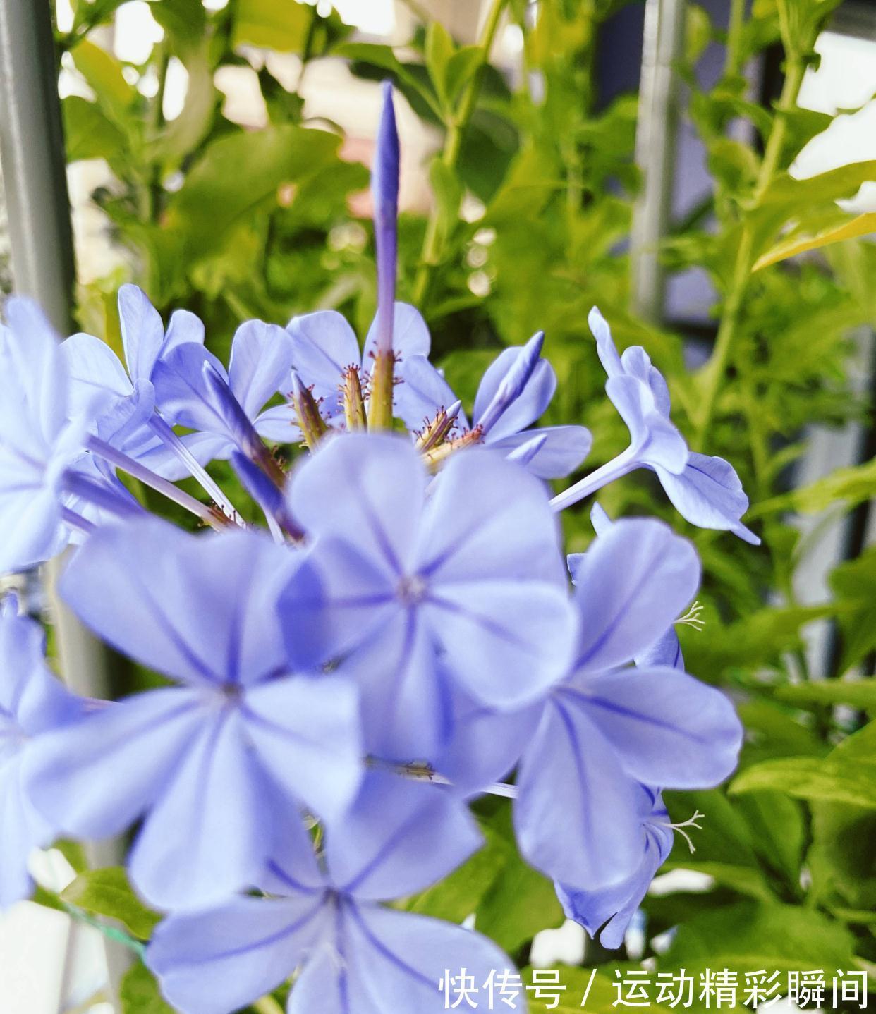 阳台种3种花,一年至少开三个季节,花量大颜色美花期长很绚烂