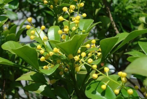 家养“米兰花”,做好三个前奏,枝繁叶茂,开花数量多