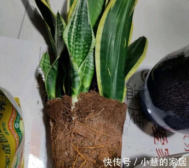 秋天养虎皮兰，必做四件事，少做一个可能会影响生长