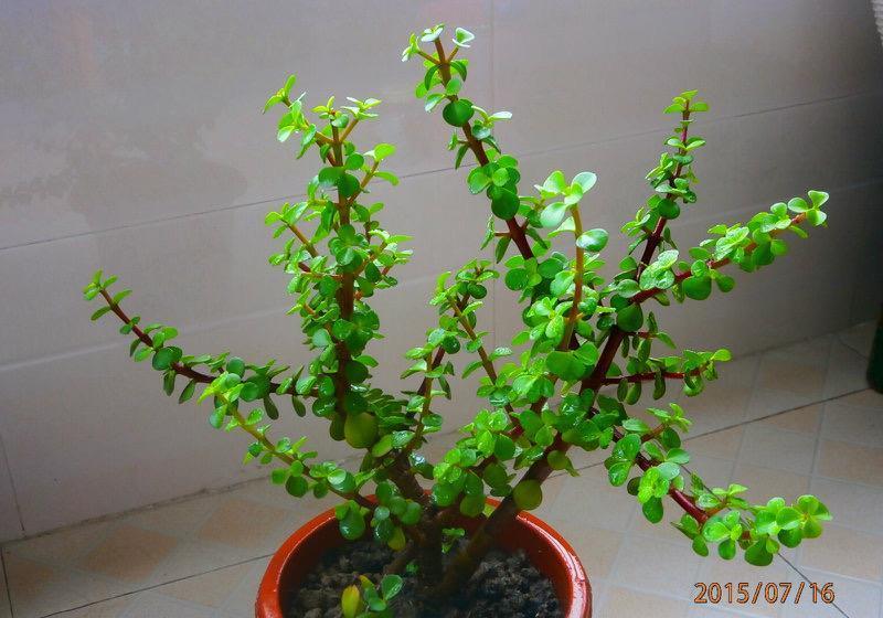 金枝玉叶|养金枝玉叶，做到4点，长成粗壮老桩，漂亮又精致