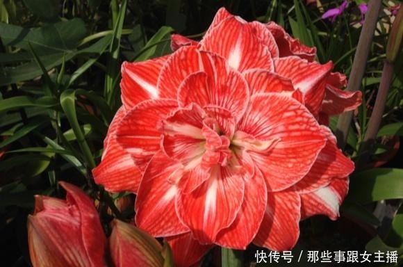 一种很容易养的花,养了2个月就开花,花朵比汤碗还大,美翻了!