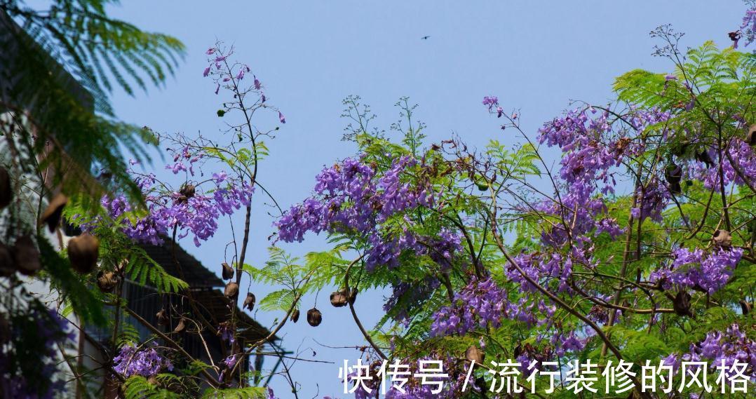 金钗石斛|什么花才是高大上，什么植物才是值钱货，大部分人都看错了