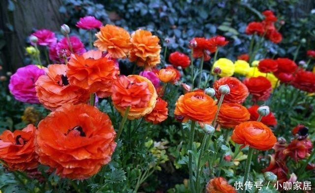 球根|花毛莨叶片似芹菜叶、球根像鸡爪,开花很好看,都叫它芹叶牡丹