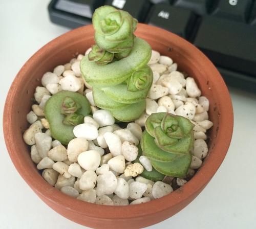 居家盆栽多肉，想选“招财树”养这3款，名字里带财