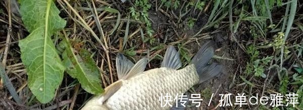 鱼窝|冬季鲫鱼藏哪去了这3个方面都是鱼窝，找到后一条接一条吃钩！