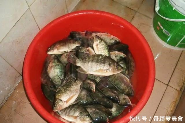 厦门|厦门一河道被“入侵”,密密麻麻全是鱼!连钓鱼人都发愁