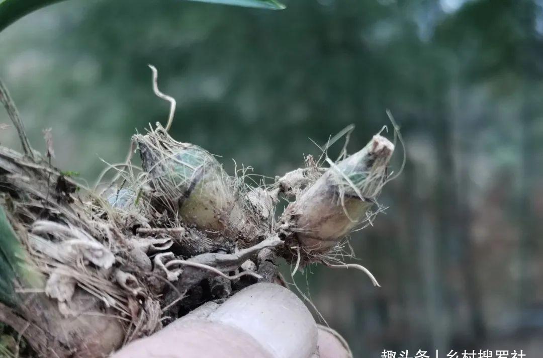 什么是兰花老芦头？如何快速育苗？这样操作，比花钱的营养土更好