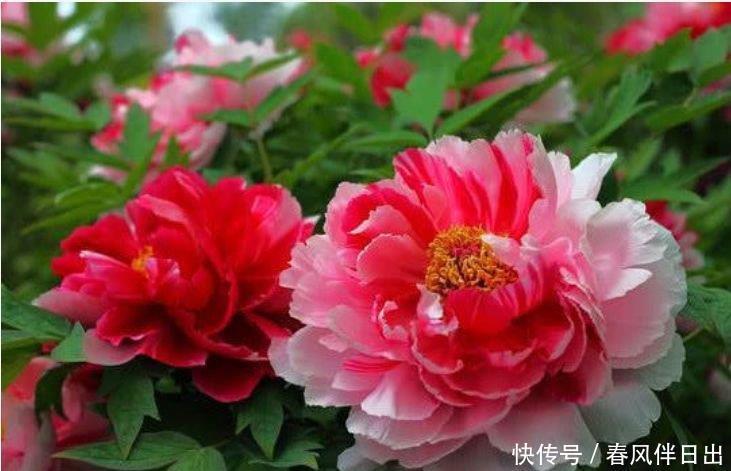 这几款小花,便宜又好养,花儿轻松开爆盆,适合阳台盆栽