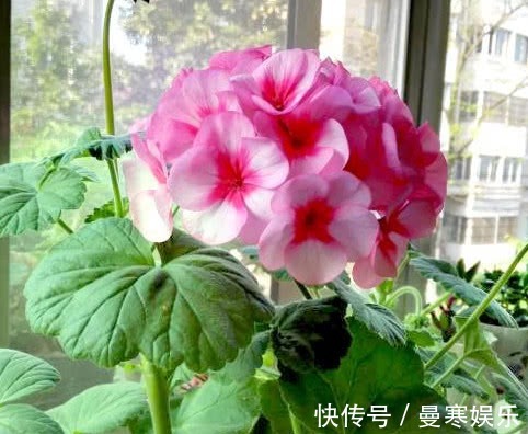 此花一开就是300多天,沾土就活,冷热干湿都不怕,开花就爆盆!