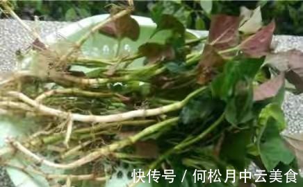 江南人|60种常见野菜,高清大图,收集全了真不容易!