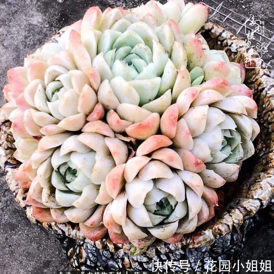 我的多肉宝宝美图，愿能给大家带来一丝轻松与愉悦！