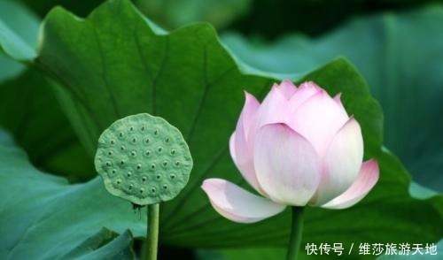 家庭|一个家庭中出现这3种征兆,必定人才辈出,子女有福