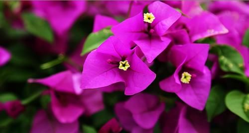 三角梅越冬困难，掌握几个小技巧，就能安全越冬，减少冻伤