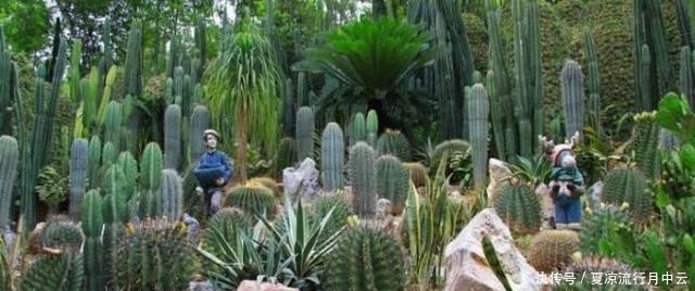 这里的仙人掌有8米高,可以做成美味佳肴,占地380亩!