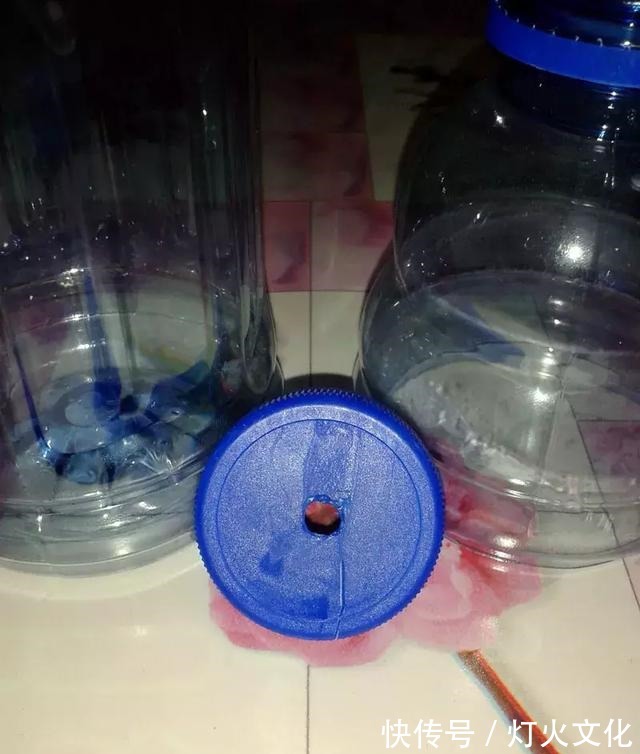 绿萝发黄养不好,一碰塑料瓶,根系蹭蹭长,叶子比巴掌还大!