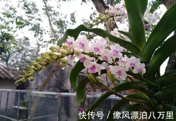 花姿|6种兰花爱开花,一开就变成“花瀑布”,太美了!