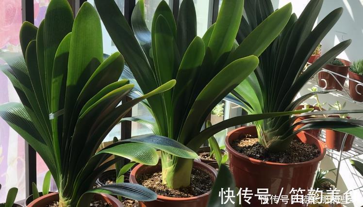 植料|羊粪当植料养花前,掌握住用量、发酵方法,养啥花都能旺