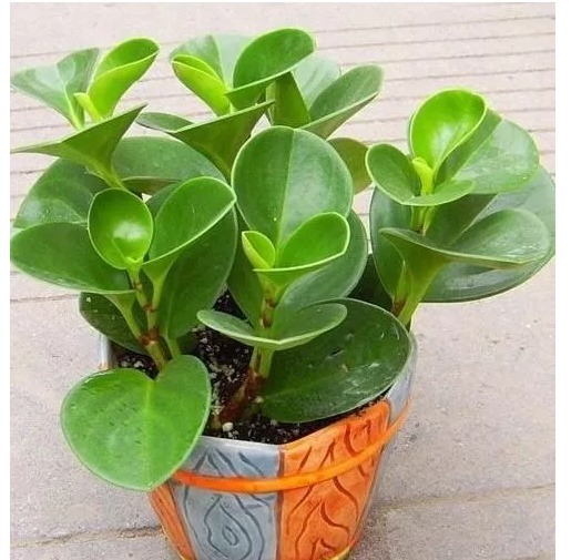 盆栽不用花钱买,以下4种植物只需一片叶子,就能长满整个盆!