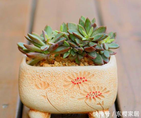 正确|天越来越冷,多肉应该如何正确浇水?几招好方法,易上手、好操作