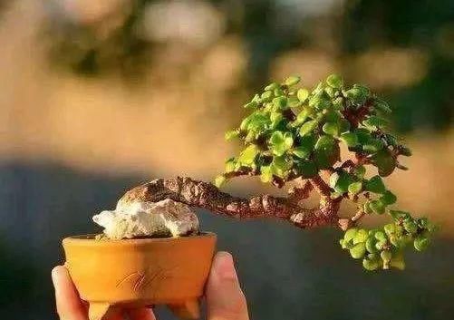 金枝玉叶拔起来养,造型惊人,身价能翻几百倍