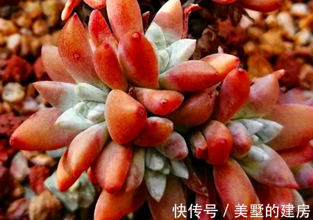6种多肉热度下降，因为有的品种不好养，很难长成我们想象的样子
