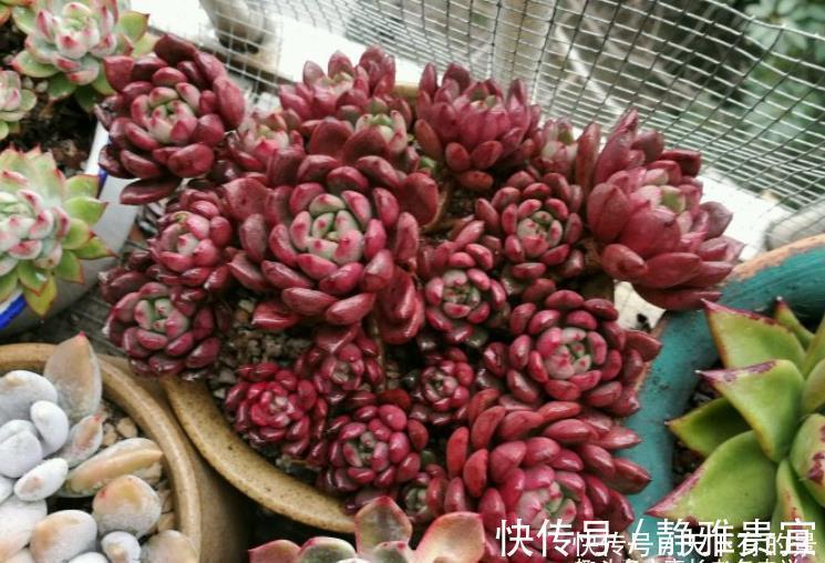 花箭|红宝石一直长花箭是咋回事?甭理它,它就是多肉植物中的“骡子”