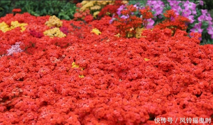 年宵花要选对,4个品种漂亮且好养,将它养好,室内才能多点春意