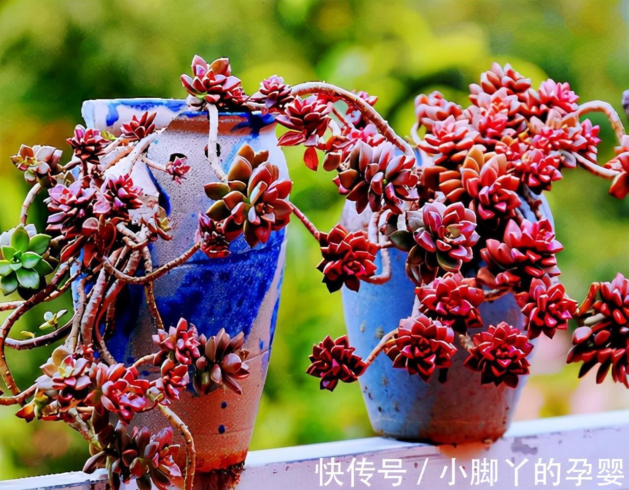 分享容易养成“老桩”的4种普货，初冬的肉肉又美又有韵味，爱了