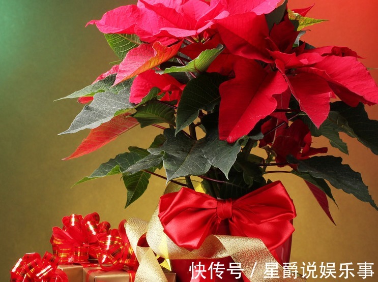 盆栽|圣诞将至,阳台挑个盆栽,摇身一变圣诞树