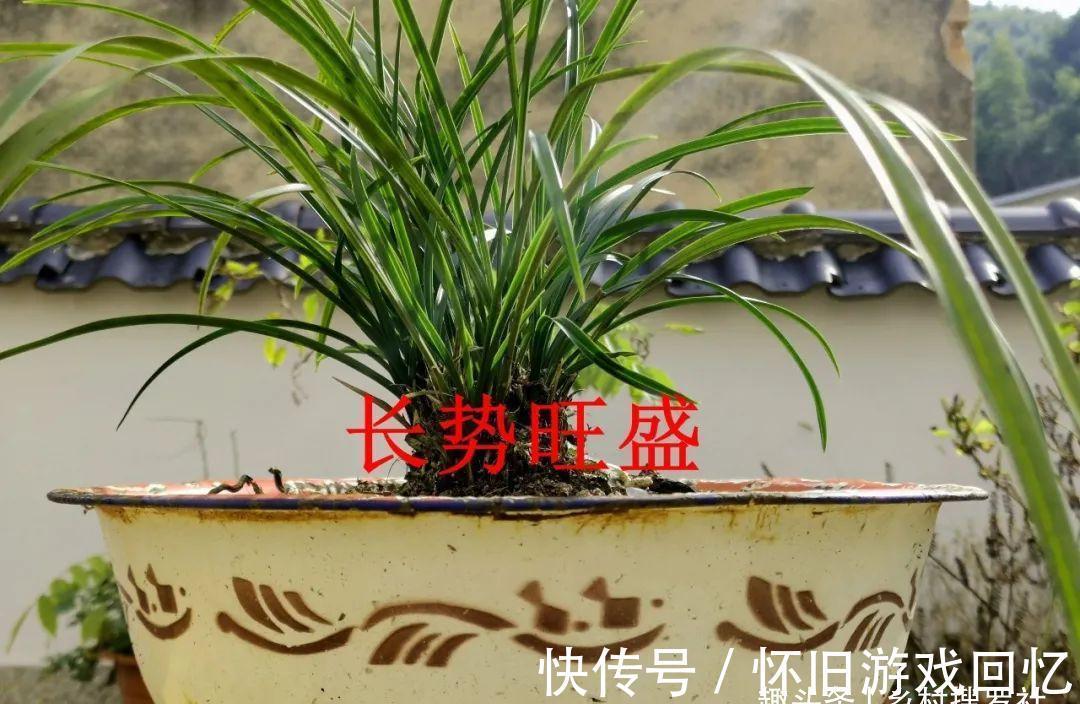 种植兰花究竟用什么花盆好？兰友不敢用的大花盆，长势却如此旺盛