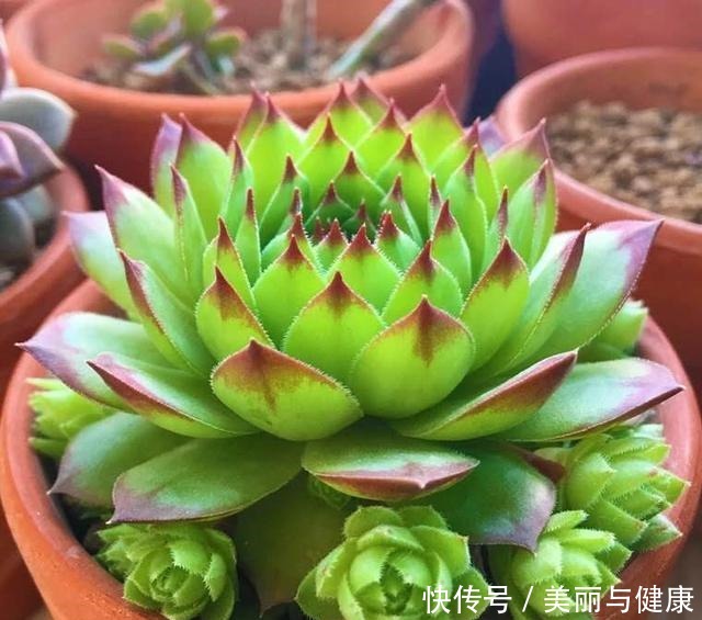 相见恨晚的“多肉爆盆法”,挑个心,切一刀,新芽多到溢出盆!