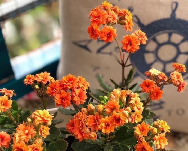 “欠修理”的花,不修不旺,剪剪花多,别舍不得