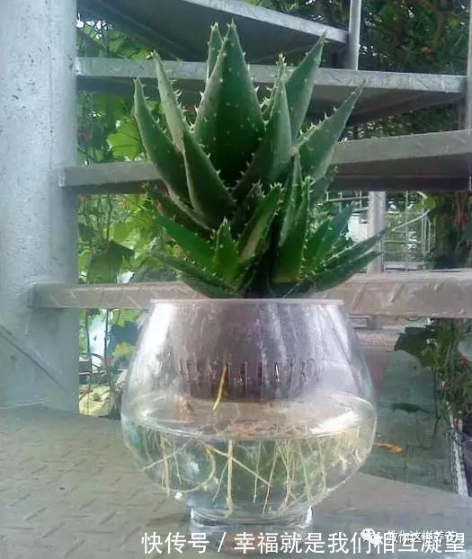 放水|4种花放水里猛长根,比土培好养100倍,一分钱不花,还很漂亮!