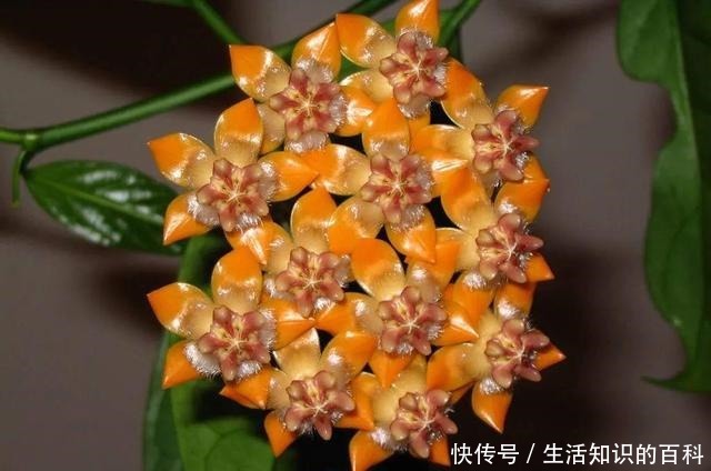 想省心就养这些花，没有病虫害，就爱开花！想省心就养这些花，没有病虫害，就爱开花！