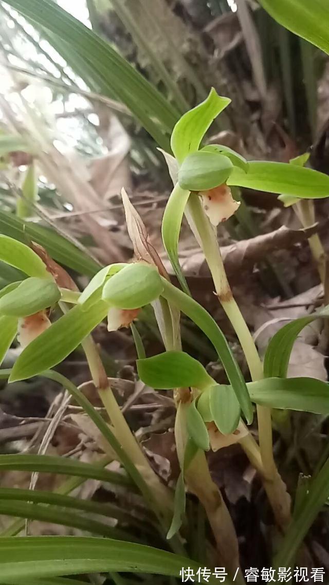 野外看到4种植物,千万不要挖,因为是濒危植物