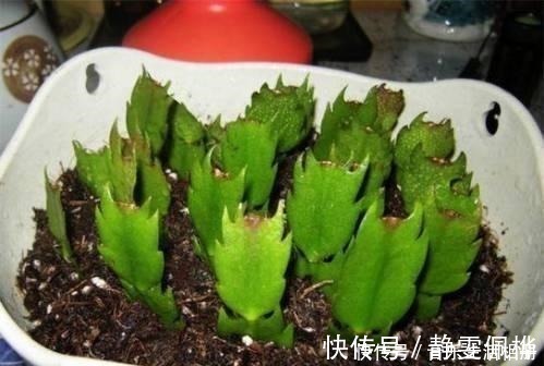 枝条|这2种花最好开春扦插,一片叶子长出一盆,今年开花不成问题!