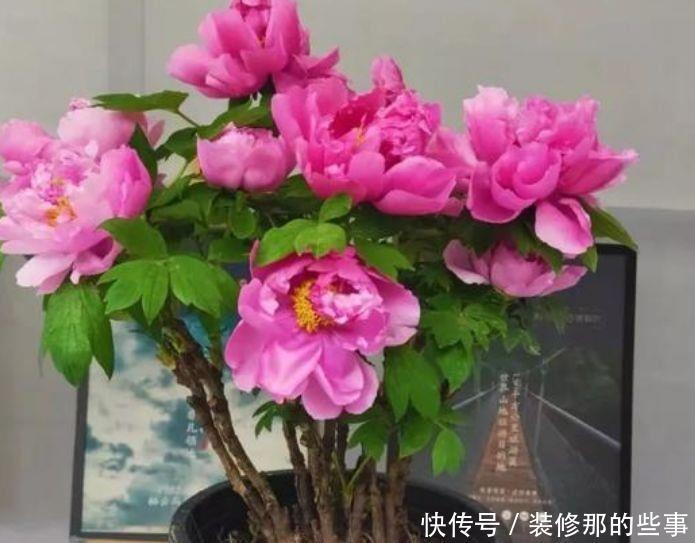 开花漂亮又好养,比牡丹好看,比吊兰好养,好养易活