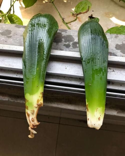 盆栽|天暖以后,适合繁殖君子兰,学会3招,90天变成君子兰大户