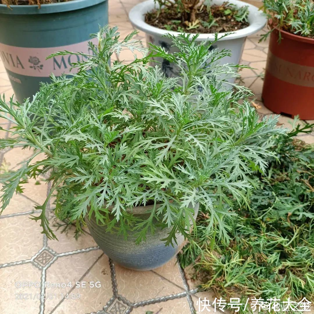 种花|10种花，现在扦插，下个月就开花