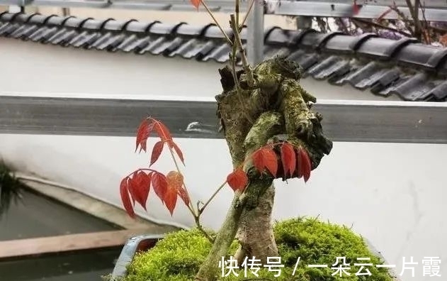 板结|盆栽用土如何配制？6步操作简单有效，盆栽生长更旺盛
