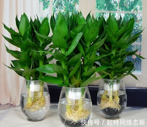 这4种绿植一定要养,随便养1盆,旺财又镇宅,满满的幸福感