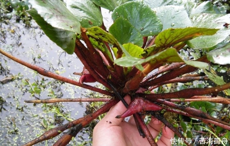 美味|农村大山特有的6种美味蔬菜,个个都很美味,你吃过几种