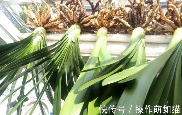 君子兰僵苗,萎靡不振,教你5招小技巧,快速恢复生长,实用